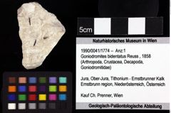 Foto (Objket + Etiketten) von Goniodromites polyodon (Reuss, 1858) 